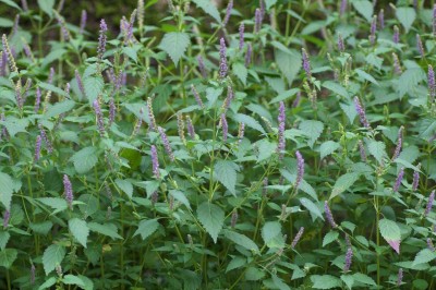 Cây dược liệu cây Kinh giới - Elsholtzia ciliata (Thunb.) Hyland. (E. cristata Willd.)