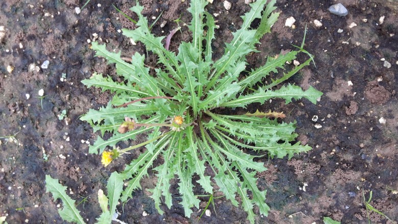 Cây Bồ Công Anh Lùn, Bồ công anh Trung quốc, Sư nha - Taraxacum officinale F. H. Wigg.