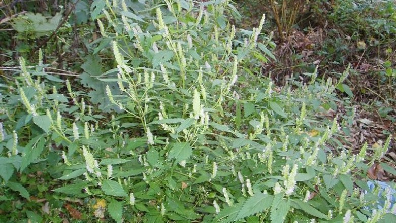 Cây dược liệu cây Kinh giới đất, Kinh giới dày - Elsholtzia winitiana Craib