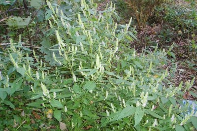 Cây dược liệu cây Kinh giới đất, Kinh giới dày - Elsholtzia winitiana Craib