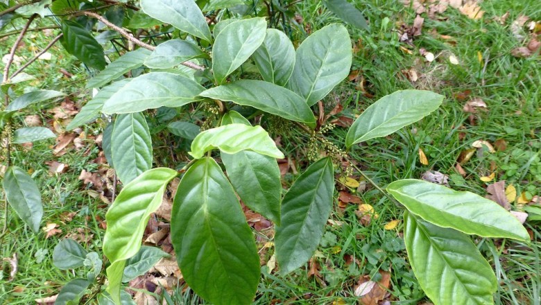 Cây dược liệu cây Kính, Đơn nhật - Maesa japonica (Thunb.) Moritzi