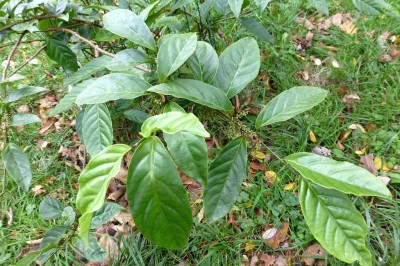 Cây dược liệu cây Kính, Đơn nhật - Maesa japonica (Thunb.) Moritzi
