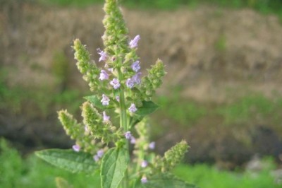 Cây dược liệu cây Kinh giới dại, Tuyết kiến thảo, Lệ chi thảo - Salvia plebeia R. Br