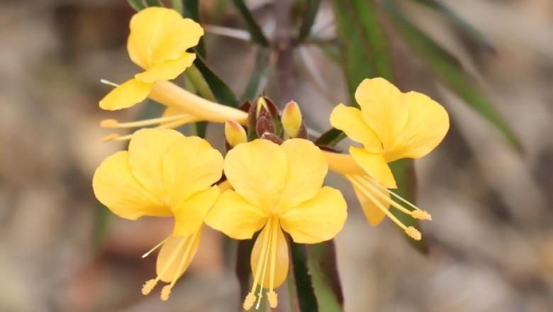 Cây dược liệu cây Kim vàng, Gai kim vàng, Gai kim bóng - Barleria lupulina Lindl