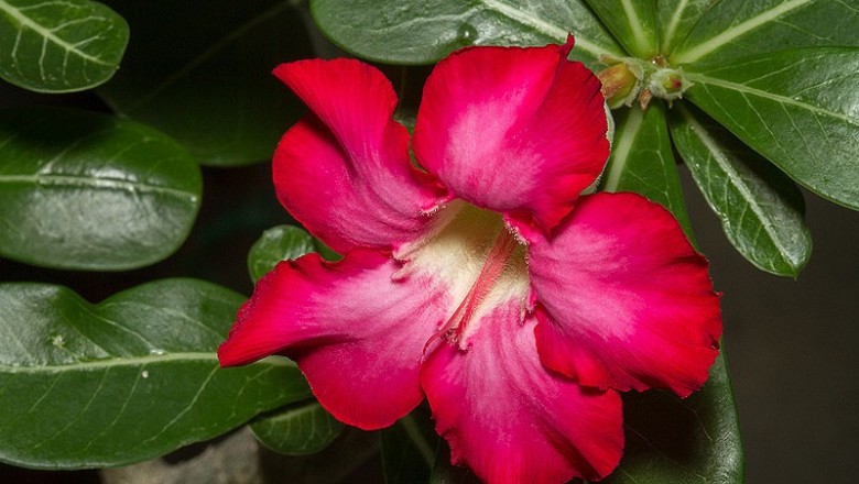 Cây dược liệu cây Sứ sa mạc, Sứ Thái Lan - Adenium obesum (Forssk.) Roem. et Schult