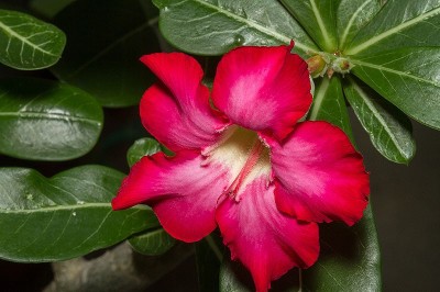 Cây dược liệu cây Sứ sa mạc, Sứ Thái Lan - Adenium obesum (Forssk.) Roem. et Schult