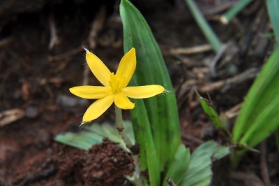 Cây dược liệu cây Sâm cau, Ngải cau, Cồ nốc lan - Curculigo orchioides Gaertn