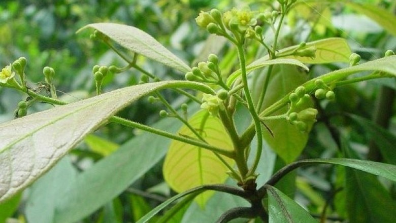 Cây dược liệu cây Sụ Quảng Trị, Re trắng Quảng Trị - Phoebe sheareri (Hemsl.) Gamble