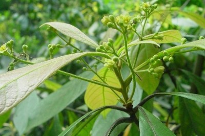 Cây dược liệu cây Sụ Quảng Trị, Re trắng Quảng Trị - Phoebe sheareri (Hemsl.) Gamble