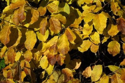 Cây dược liệu cây Sương hồng đằng, Đại nha nam xà đằng, Dây gối chồi, Gối chồi - Celastrus gemmatus Loes