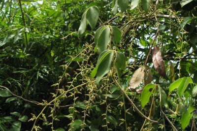 Cây dược liệu cây Củ từ nước - Dioscorea pierrei Prain et Burk