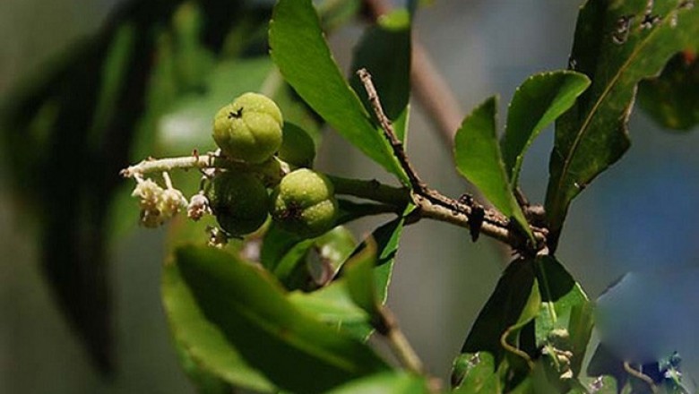 Cây dược liệu cây Cù đèn Thorel - Croton thorelii Gagnep