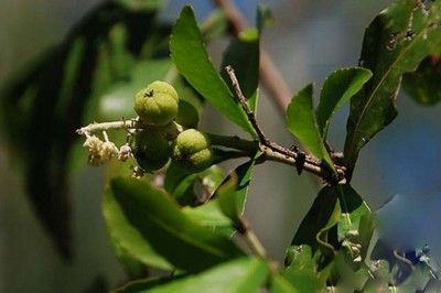 Cây dược liệu cây Cù đèn Thorel - Croton thorelii Gagnep