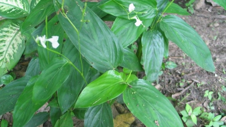 Cây dược liệu cây Củ dong, Hoàng tinh, Huỳnh tinh - Maranta arundinacea L