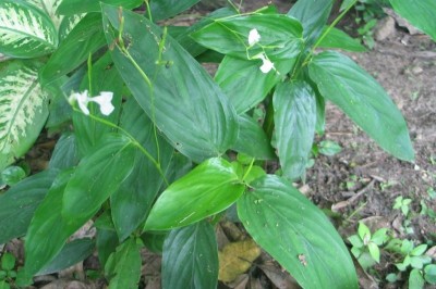 Cây dược liệu cây Củ dong, Hoàng tinh, Huỳnh tinh - Maranta arundinacea L