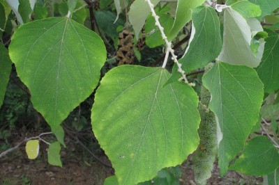 Cây dược liệu cây Bùm bụp, Bùng bục, Ba bét trắng, Cây ruông - Mallotus apelta (Lour.) Muell. -Arg