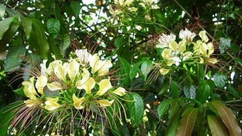 Cây dược liệu cây Bún - Crateva nurvala Buch - Ham