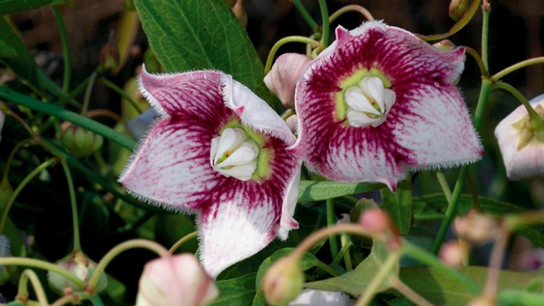 Cây dược liệu cây Cù mai hay Cám - Oxystelma esculenta (L.f.) Smit