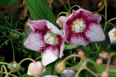 Cây dược liệu cây Cù mai hay Cám - Oxystelma esculenta (L.f.) Smit