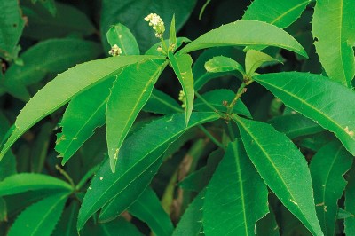 Cây dược liệu cây Cù đèn răng cưa, Ba đậu răng cưa - Croton poilanei Gagnep