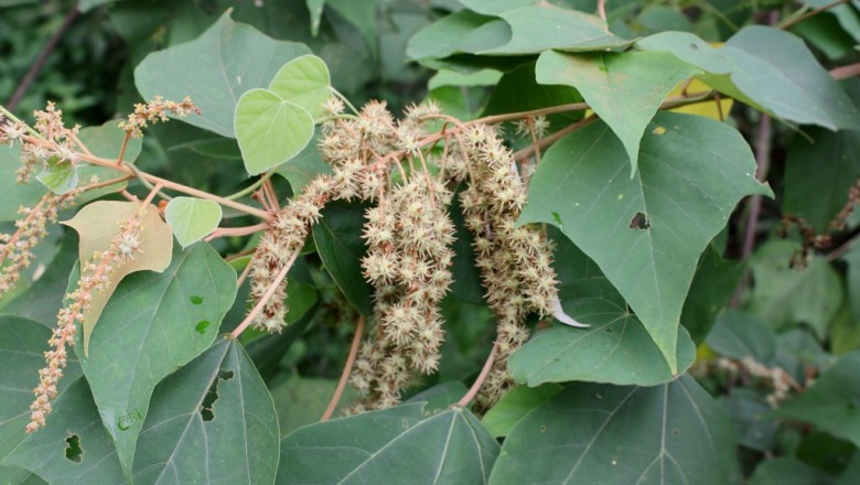 Cây dược liệu cây Bùm bụp nâu, Bông bét - Mallotus paninculatus (Lam.) Muell. - Arg. (M. cochinchinensis Lour.)