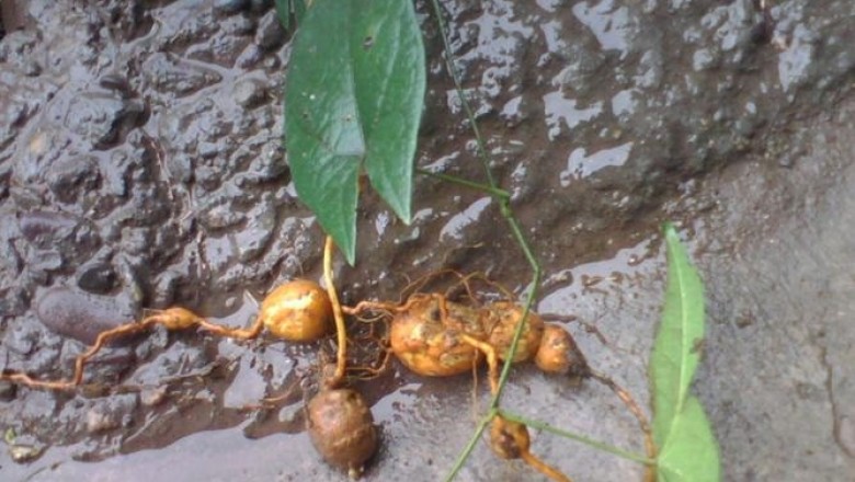 Cây dược liệu cây Củ gió - Tinospora capillipes Gagnep