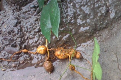 Cây dược liệu cây Củ gió - Tinospora capillipes Gagnep