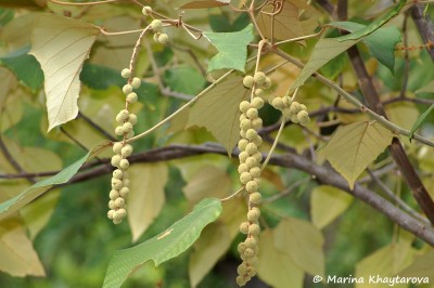 Cây dược liệu cây Bùm bụp bông to - Mallolus macrostachyus (Miq.) Muell - Arg