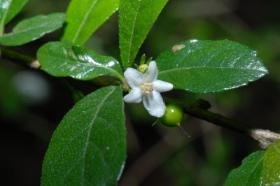 Cây dược liệu cây Bùm sụm, Chùm rụm, Cườm rụng - Carmona microphylla (Lam.). Don (Ehretia buxifolia Roxb.)