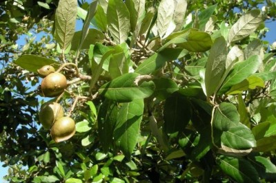 Cây dược liệu cây Cui - Heritiera littoralis Dryand