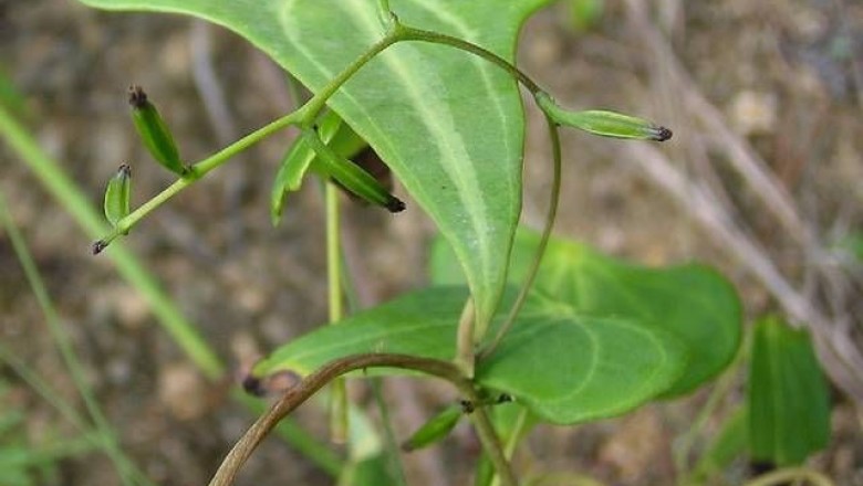 Cây dược liệu cây Cù mài gừng, Củ mài lá khiên, Từ tam giác - Dioscorea zingiberensis C.H. Wright