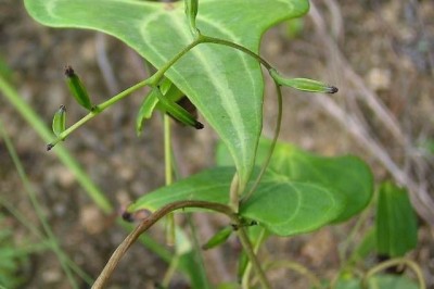 Cây dược liệu cây Cù mài gừng, Củ mài lá khiên, Từ tam giác - Dioscorea zingiberensis C.H. Wright