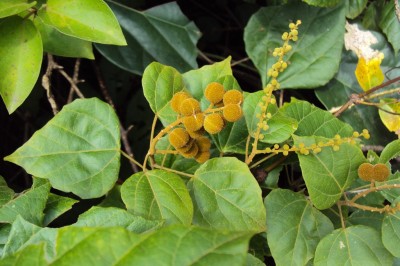 Cây dược liệu cây Bùm bụp trườn, Rùm nao dây - Mollotus repandus (Willd.) Muell - Arg