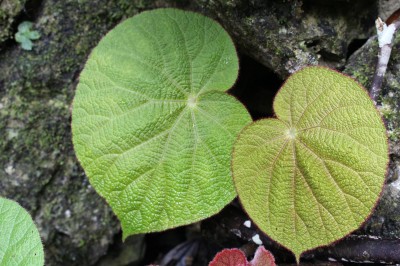 Cây dược liệu cây Cửu nguyên lục, Thu hải đường bắc - Begonia tonkinensis Irmsch