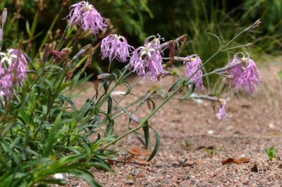 Cây dược liệu cây Cù mạch - Dianthus superbus L