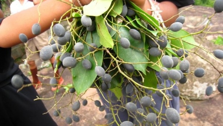 Cây dược liệu cây Xây, Xoay - Dialium cochinchinense Pierre