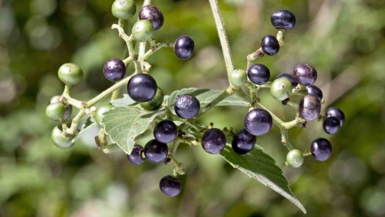 Cây dược liệu cây Vác Nhật, Dâu leo, Giác tía - Cayratia japonica (Thunb.) Gagnep