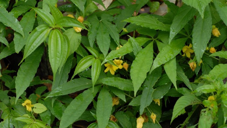 Cây dược liệu cây Xích bào khác lá, Khố áo Hooker - Thladiantha hookeri C. B. Clarke