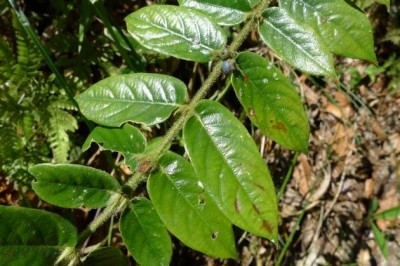 Cây dược liệu cây Xú hương Wallich - Lasianthus wallichii Wight