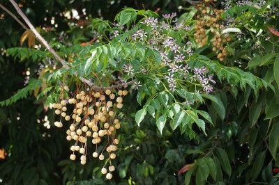 Cây dược liệu cây Xoan - Melia azedarach L