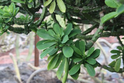 Cây dược liệu cây Xương rồng ngọc lân, Xương rồng rào, Xương rồng ta - Euphorbia neriifolia L
