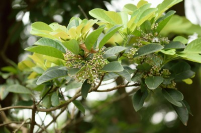 Cây dược liệu cây Vai, Vai trắng, Vai dài, Nhà can - Daphniphyllum calycinum Benth