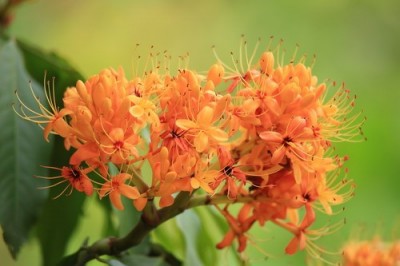 Cây dược liệu cây Vàng anh, Mép mé, là mà - Saraca dives Pierre