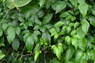 Cây dược liệu cây Vác sừng nhỏ - Cayratia corniculata (Benth.) Gagnep