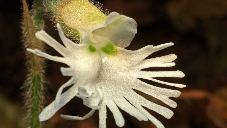 Cây dược liệu cây Xoa trụ lan Vân nam, Lan trụ xẻ Vân Nam, Thủ thư Vân Nam - Cheirostylis yunnanensis Rolfe