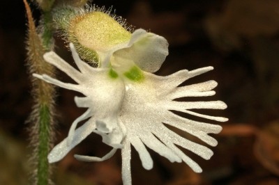 Cây dược liệu cây Xoa trụ lan Vân nam, Lan trụ xẻ Vân Nam, Thủ thư Vân Nam - Cheirostylis yunnanensis Rolfe