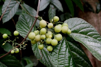 Cây dược liệu cây Vác lông mềm, Vác bao phấn đen - Cayratia mollissima (Wall.) Gagnep. (C. melananthera Gagnep.)