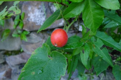 Cây dược liệu cây Xích bào hoa trần, Khố áo trần - Thladiantha nudiflora Hemsl. ex Forbes et Hemsl. (T. indochinesis Merr.)