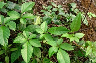 Cây dược liệu cây Vác lá lớn, vác ít trái - Cayratia oligocarpa (Lévl. et Vaniot) Gagnep