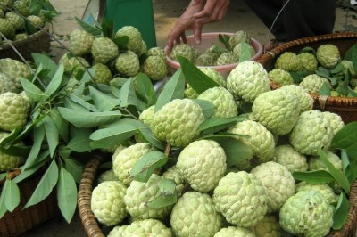 Công dụng chữa bệnh từ cây na có sẵn vườn nhà